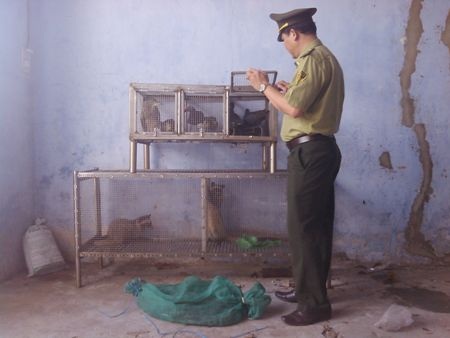 Lực lượng kiểm lâm kiểm tra động vật hoang dã