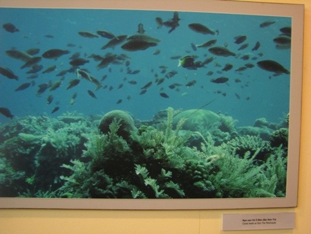 Rạn san hô ở Bán đảo Sơn Trà