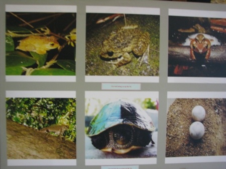 Khai thác phân chim trên đảo Hoàng Sa