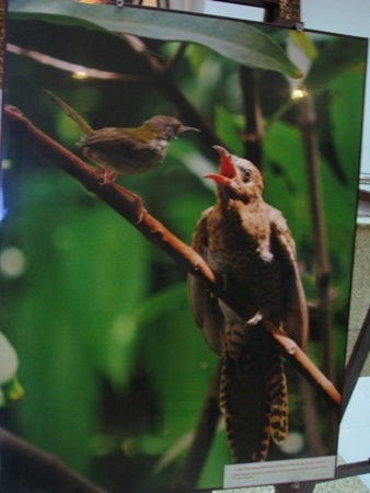 Khai thác phân chim trên đảo Hoàng Sa