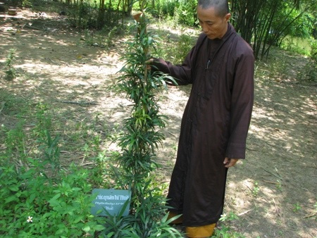 Trúc quân tử Huế 