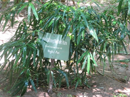 Vầu đắng Nghệ An