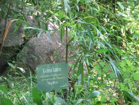 Cơm lam Tây Bắc.