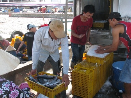 Mặc lệnh cấm của Trung Quốc, ngư dân vẫn vươn khơi mang lộc biển về đất liền