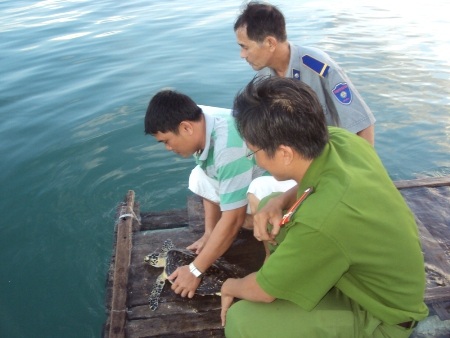 Thả đồi mồi quý hiếm về với biển