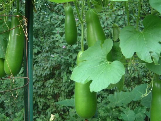 Có một giàn bầu trong ký ức - 1 Có một giàn bầu trong ký ức