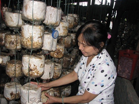 Bà Liên kiểm tra những bọc nấm 