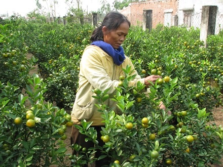 Mặc dù còn một tháng nữa mới đến Tết Nguyên Đán nhưng vườn quất nhà cô Lệ đã có thương lái đặt mua