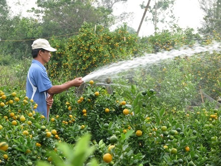 Nông dân tích cực tích nước cho quất để kịp Tết