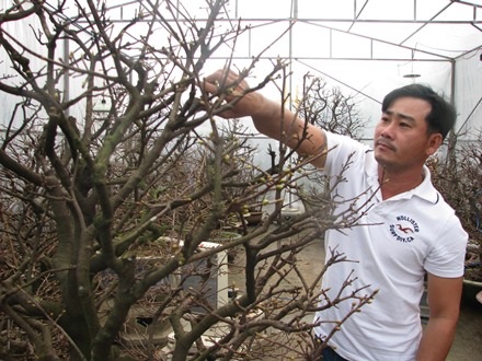 Anh Châu đang tỉa cành cho những chậu mai nhà mình
