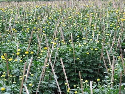 Hầu hết các chậu hoa đều đã bung nụ 