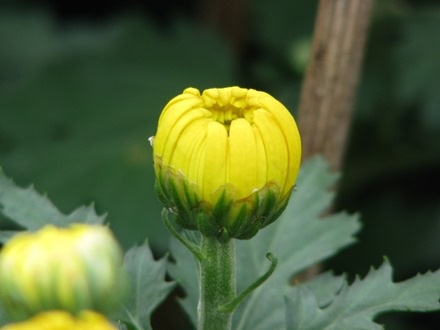 Hứa hẹn sẽ cho những bông hoa đẹp