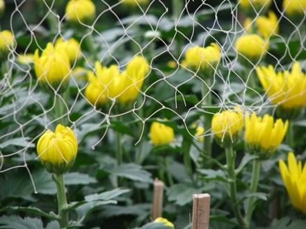 Những chậu cúc được rào bên trong những dãy lưới