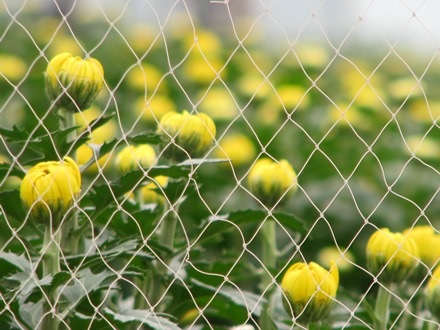 Những chậu cúc được rào bên trong những dãy lưới