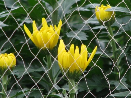 Những chậu cúc được rào bên trong những dãy lưới