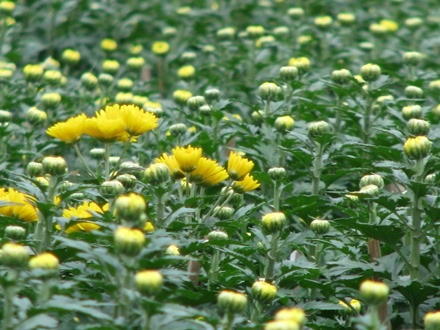 Hứa hẹn sẽ nở đúng dịp Tết nguyên đán