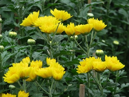 Một số cành xòe bông sớm