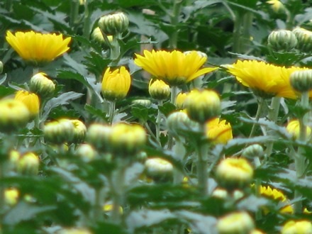 Một số cành xòe bông sớm