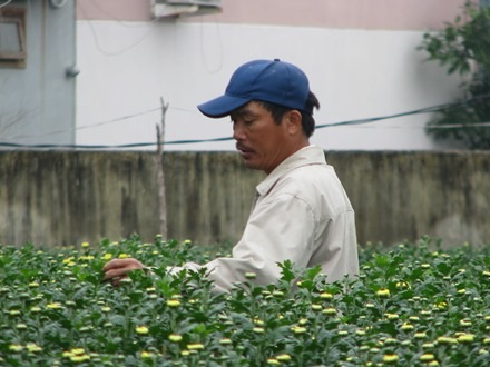 Nông dân đang tất bật chăm cho họ kịp Tết