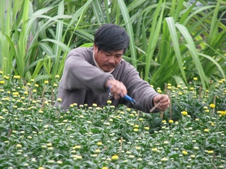 Nông dân đang tất bật chăm cho họ kịp Tết