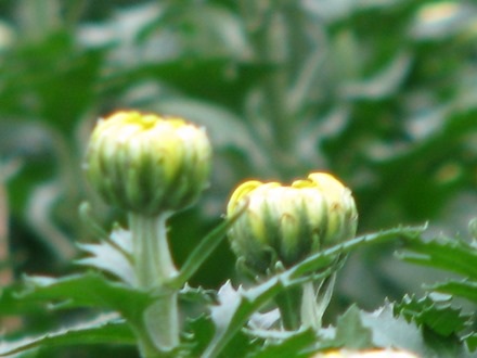 Bông nụ to, đẹp