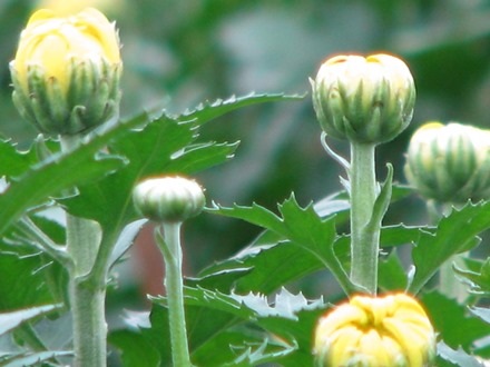 Bông nụ to, đẹp