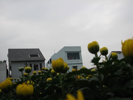 Những chậu cúc được trồng bên cạnh những ngôi nhà cao tầng