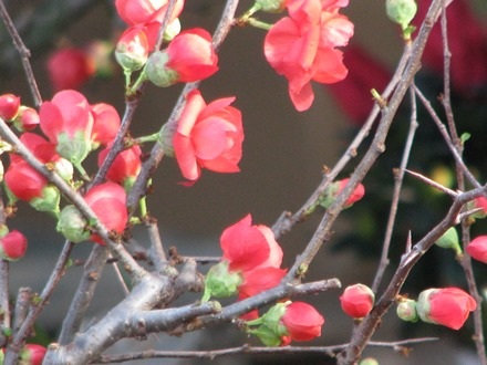 Còn hầu hết là màu đỏ thắm