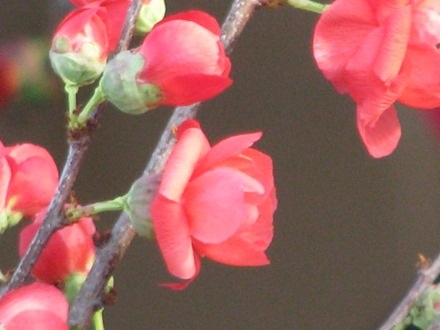 Còn hầu hết là màu đỏ thắm