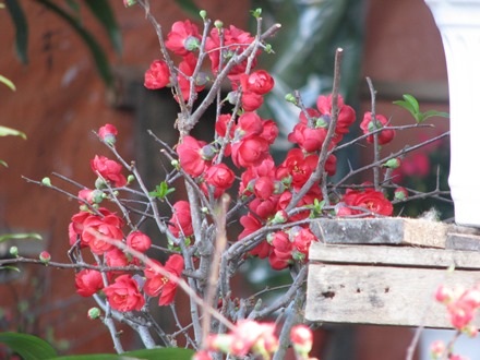 Còn hầu hết là màu đỏ thắm