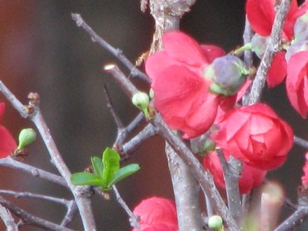 Còn hầu hết là màu đỏ thắm