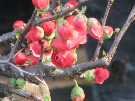 Còn hầu hết là màu đỏ thắm