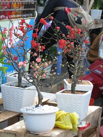 Những chậu hồng mai được bán ở chợ hoa Tết Đà Nẵng