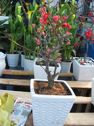 Những chậu hồng mai được bán ở chợ hoa Tết Đà Nẵng