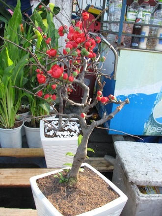 Những chậu hồng mai được bán ở chợ hoa Tết Đà Nẵng