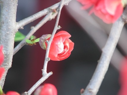 Những bông hoa rất đầy và đẹp