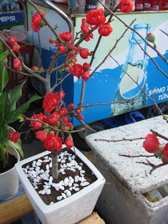 Những bông hoa rất đầy và đẹp