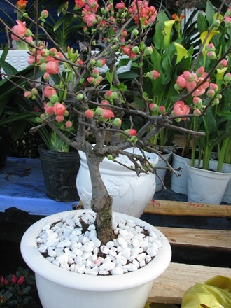 Chậu hồng mai này có màu hồng nhạt