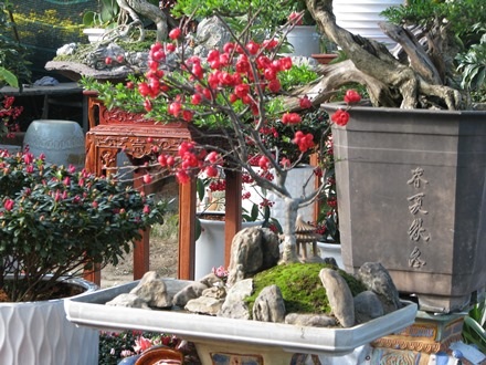 Những chậu hồng mai được bán ở chợ hoa Tết Đà Nẵng