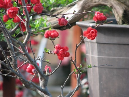 Những chậu hồng mai được bán ở chợ hoa Tết Đà Nẵng