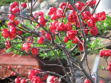 Còn hầu hết là màu đỏ thắm