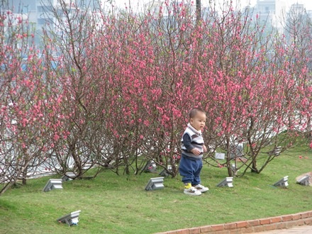 Em bé bên những cây đào đỏ rực
