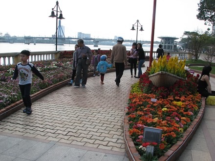 Nhiều người đổ ra đường hoa Bạch Đằng du xuân sớm