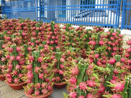 Những chậu thanh long cảnh được đưa từ Tiền Giang ra