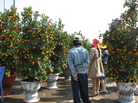 Nhiều người đến chợ hoa Tết để chọn cho mình một chậu hoa, cảnh ưng ý mang về nhà chưng Tết