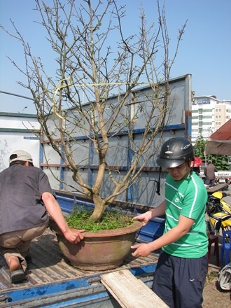 Mai vàng cũng mang mùa xuân về cho chủ nhân