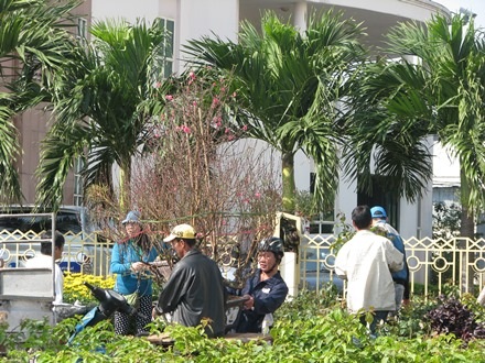 Tết Đà Nẵng vẫn có đào của Hà Nội