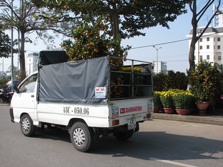 Những chậu quất, cúc được đưa lên xe chở về nhà