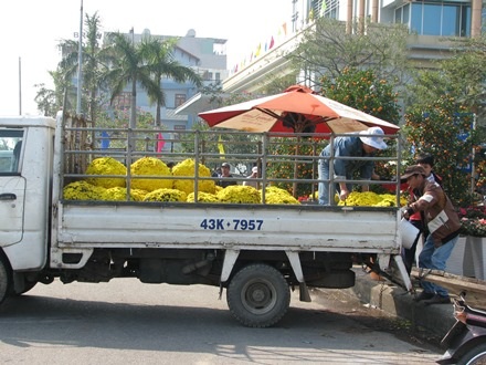 Cúc mâm xôi được nhiều cơ quan chọn mua chưng tại nơi làm việc