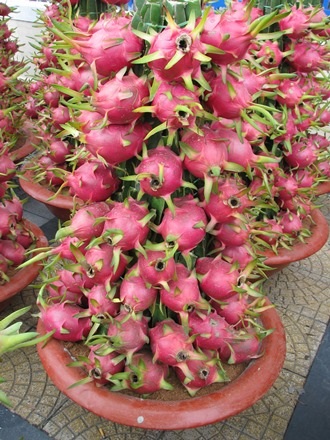 Chậu thanh long cảnh này có giá 3,4 triệu đồng với 68 quả thanh long